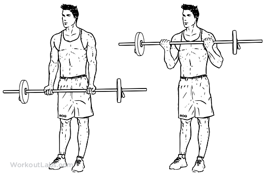 meilleurs exercices de biceps