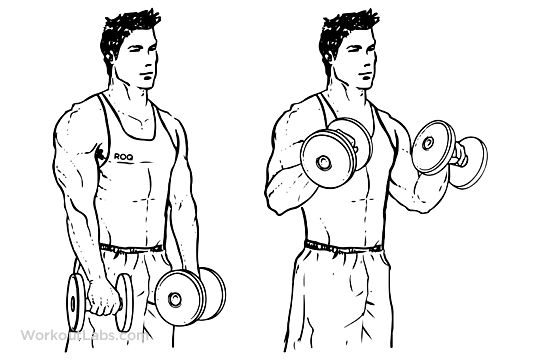 meilleurs exercices de biceps