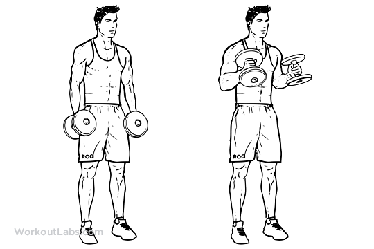 meilleurs exercices de biceps