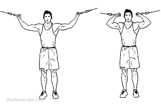 meilleurs exercices de biceps